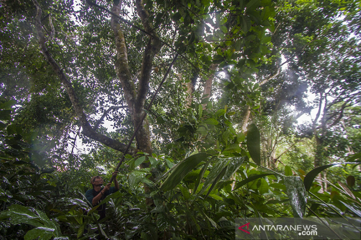 Pengembangan Tanaman Kopi Di Pegunungan Meratus