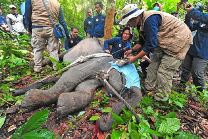 Translokasi anak gajah Sumatera di Jambi