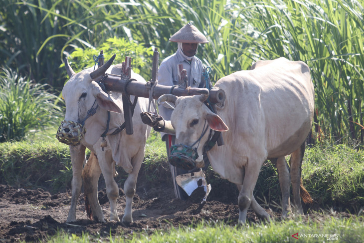 Bajak Sapi Masih Diminati Petani