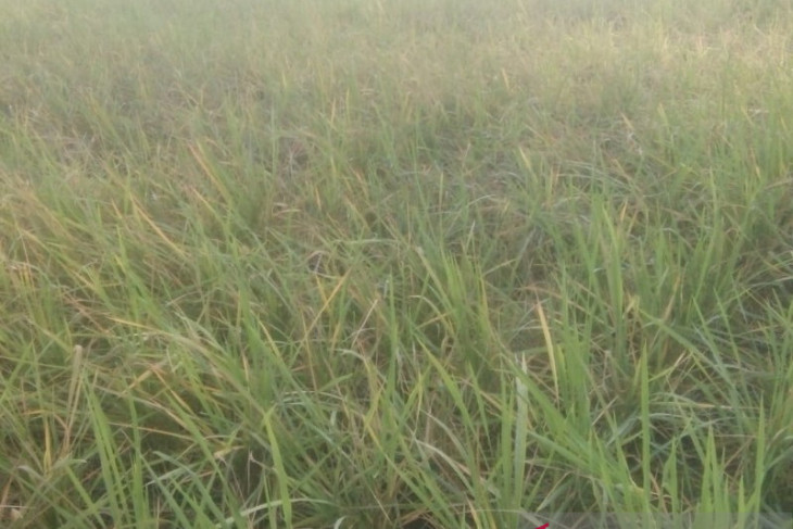 Akibat hama tikus, petani sawah Tapsel satu persatu mulai tinggalkan lahan garapannya