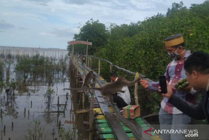Babel benahi muara Sungai Kurau jadi desa wisata bahari