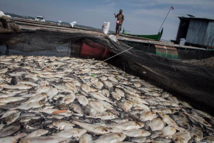 Ribuanikan keramba mati di Waduk Kedung Ombo