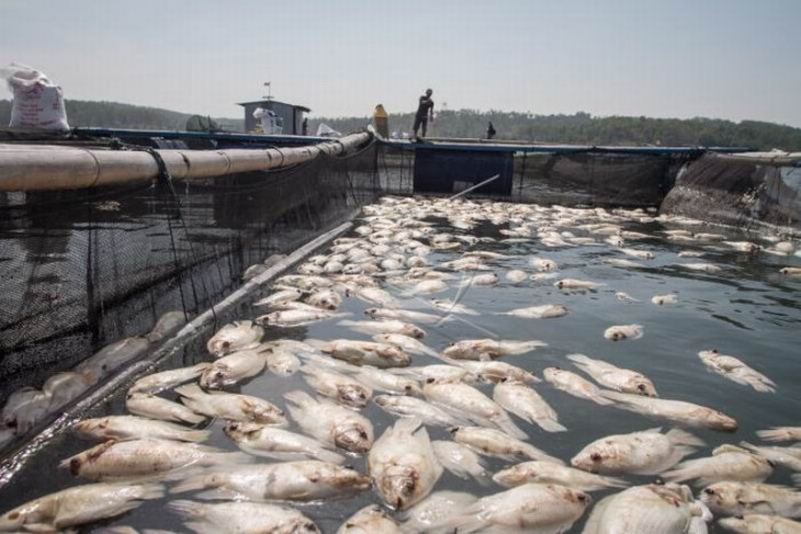 Ribuanikan keramba mati di Waduk Kedung Ombo