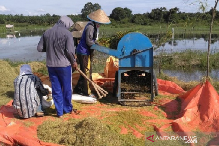 Growth of Jambi's farming sector amid the COVID-19 pandemic