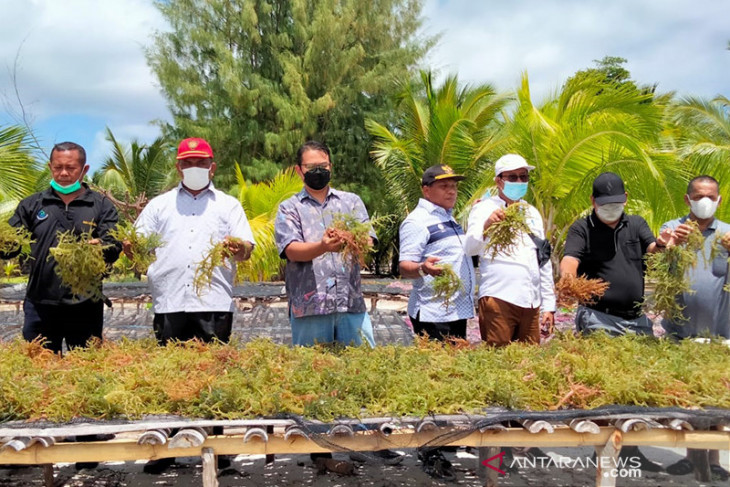 Bupati Malra paparkan kesiapan dukung Seaweed Estate ke KKP begini penjelasannya