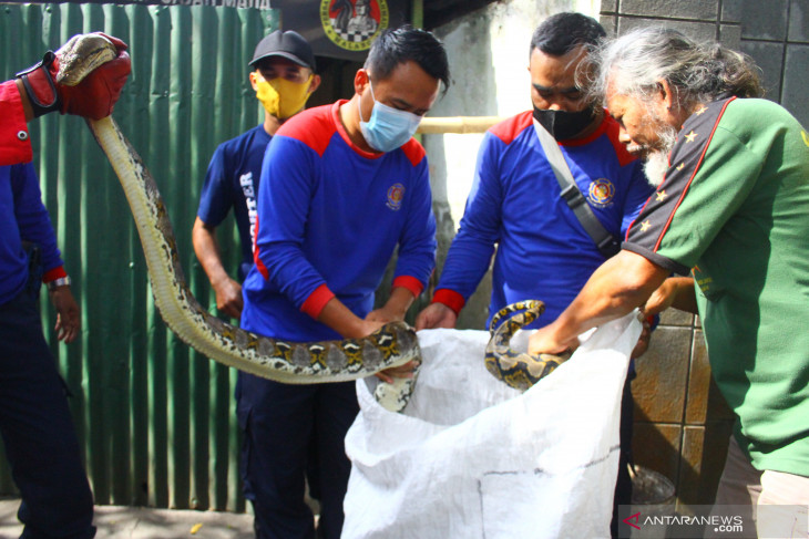 Evakuasi Ular di Warung Kopi