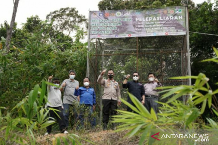 Jaga kelestarian satwa, PT Timah ikut lepasliarkan satwa di hutan Menumbing