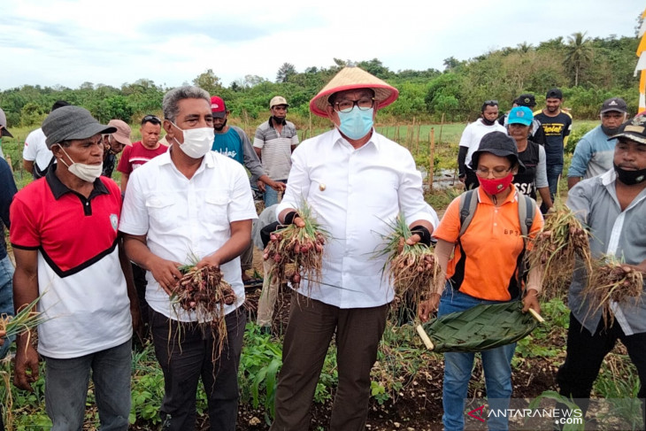 Bupati Maluku Tenggara bangga banyak anak muda jadi petani bawang gairahkan ekonomi