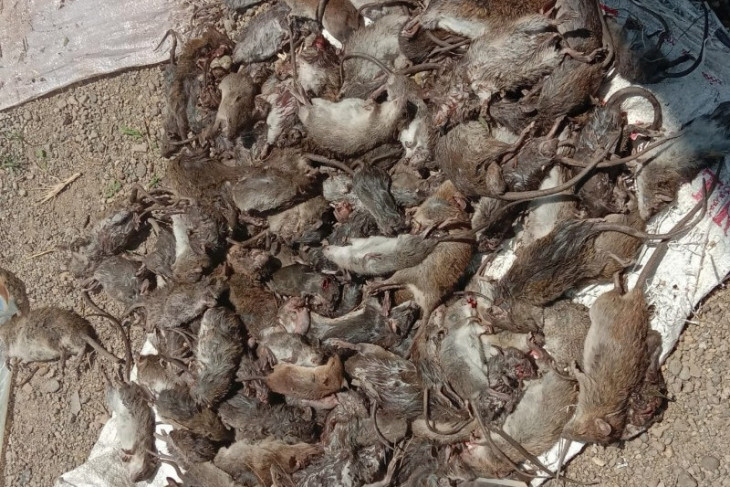 Masyarakat Batang Angkola Tapsel berburu tikus, seekor dihargai Rp500-Rp2.500