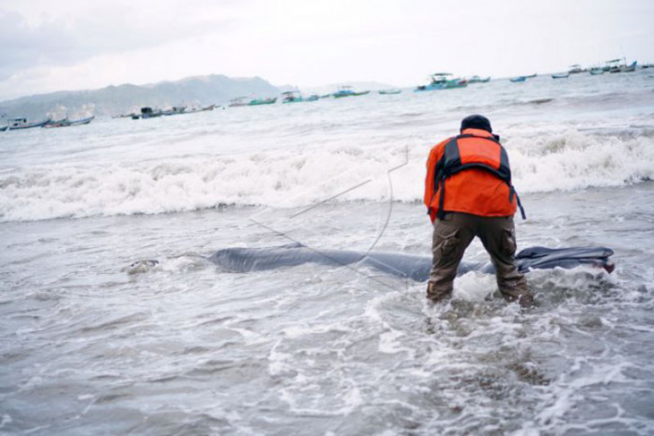 Penyelamatan bayi paus terdampar di Pantai Sine Tulungagung