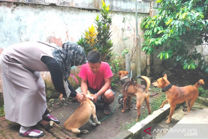 Rejang Lebong tidak miliki stok vaksin untuk hewan penular rabies