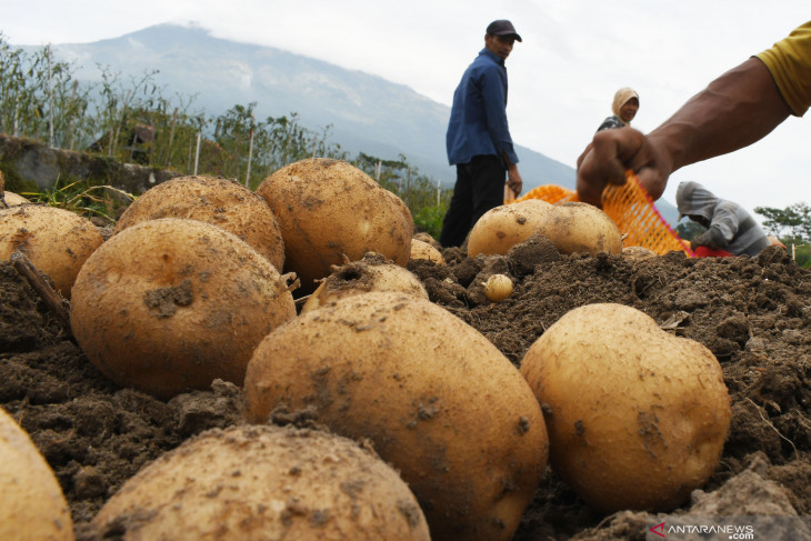 Panen Kentang Untuk Pabrik Makanan