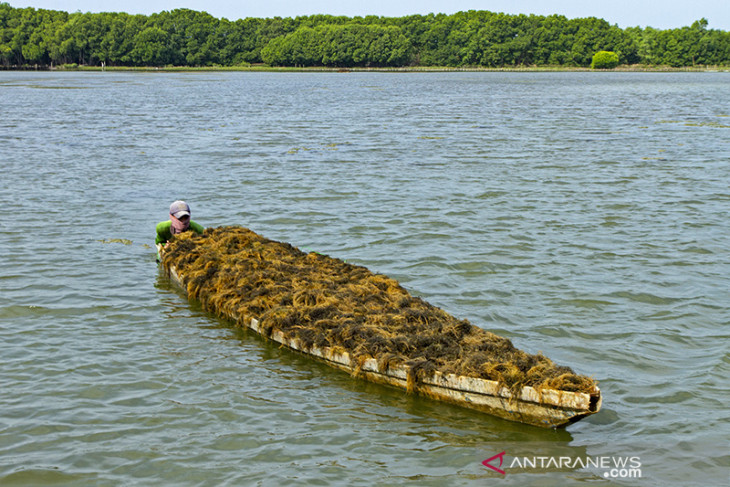 Peningkatan nilai komoditas rumput laut 