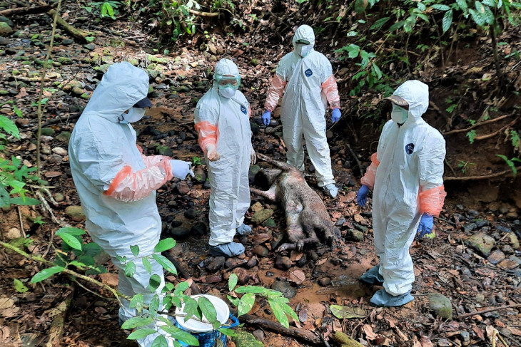 Belasan babi hutan di Bengkulu ditemukan mati akibat Flu Babi Afrika