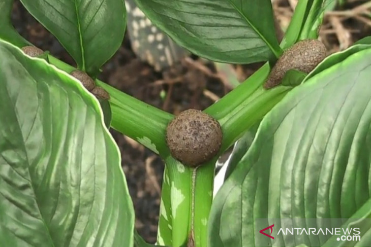 Petani porang lahan gambut raih penghasilan Rp560 juta sekali panen