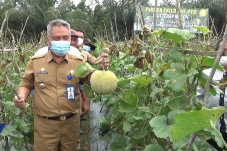 BPP Bintang Ara budidayakan melon varietas grasia