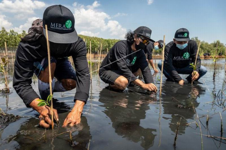 Pelatihan pembibitan dan penanaman mangrove