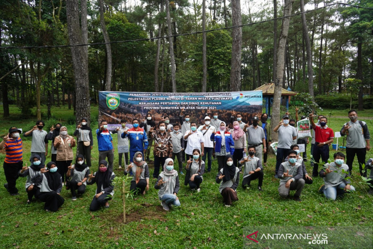 Pertamina gandeng Dinas Kehutanan Sumatera Selatan lestarikan pohon unglen