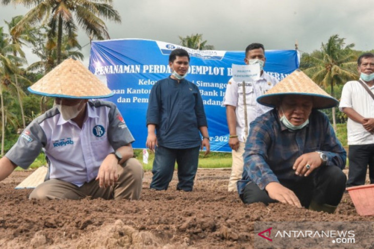 Bank Indonesia bersama Irsan Efendi tanam bawang merah bersama