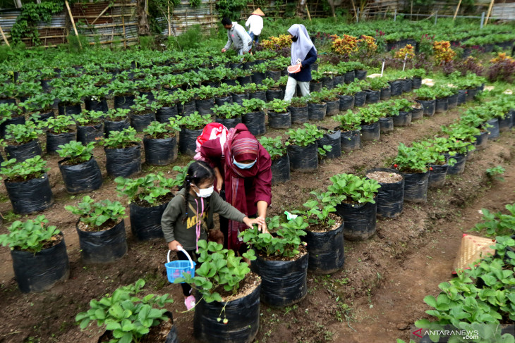 Agrowisata di Banyuwangi