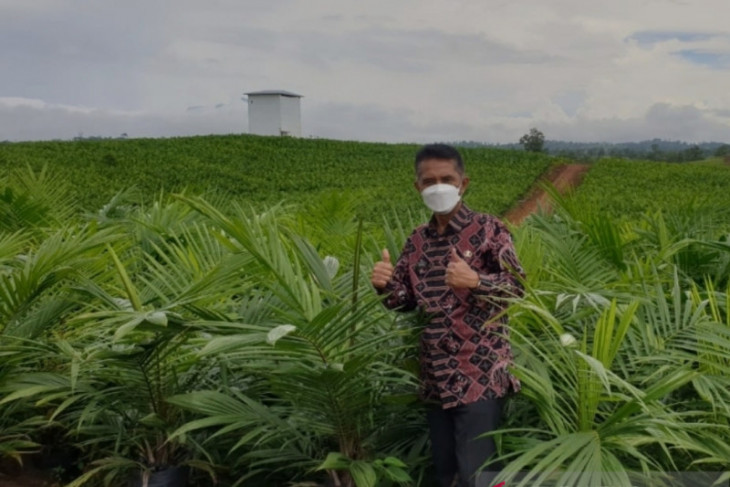 Harga sawit di Kalbar naik berdampak peningkatan kesejahteraan petani