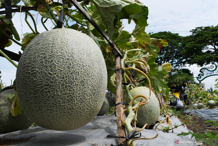 Petik Melon di Kebun Wisata Edukasi Madiun