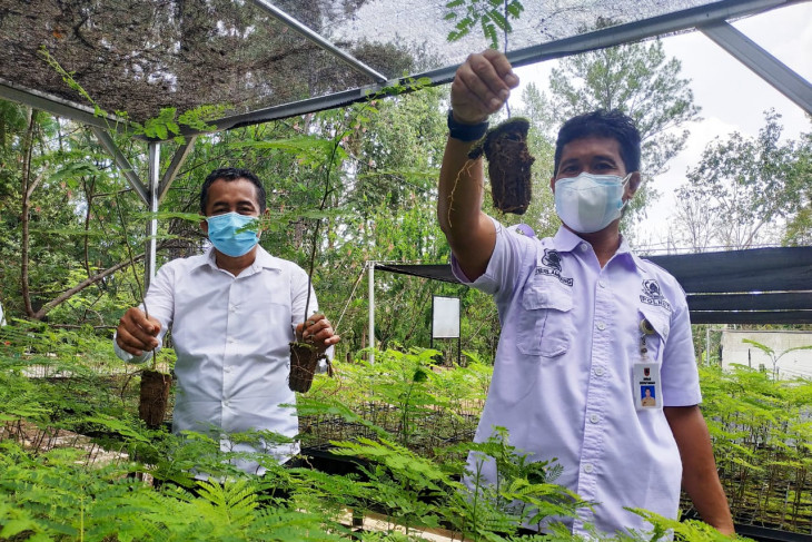 KPH Hulu Sungai siapkan bibit pohon dan buah-buahan gratis