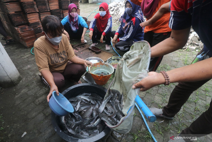 Budi Daya Lele di Sekolah