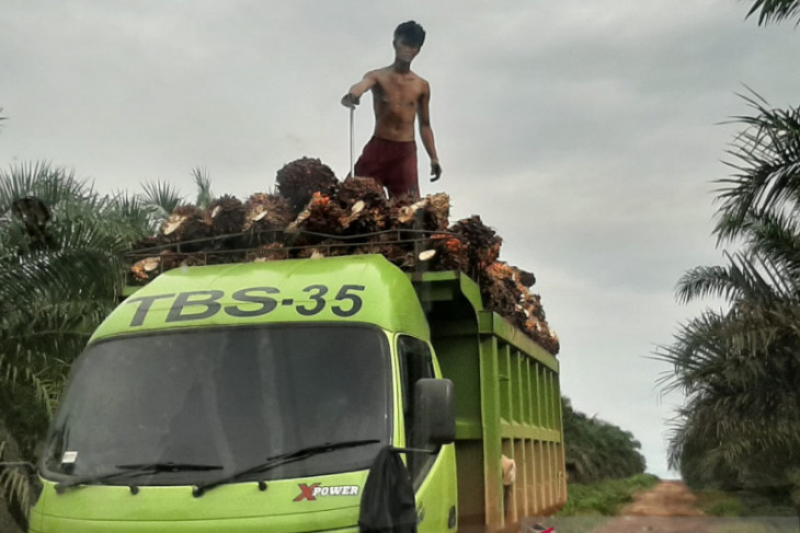 TBS sawit di Kalbar terus catat harga tertinggi