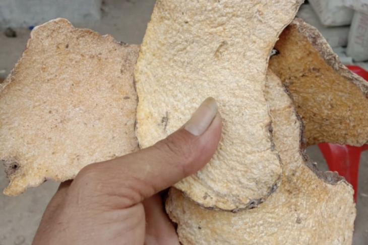 Petani Lampung produksi porang chips untuk ekspor