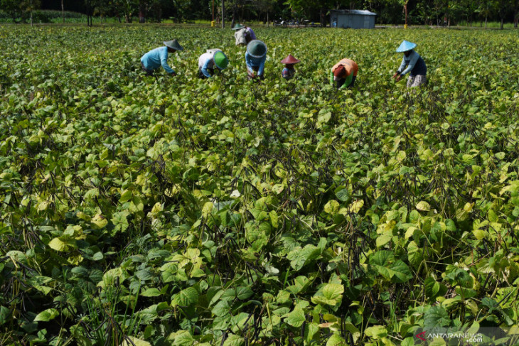 Panen Kacang Hijau di Madiun