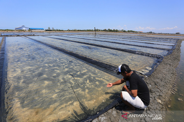 Produksi garam terkendala hujan 