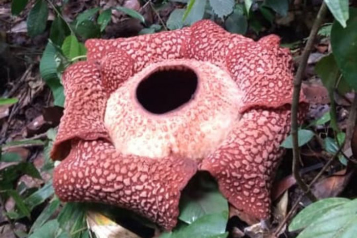 Unik, Rafflesia arnoldii berkelopak 7 mekar di Bengkulu Tengah