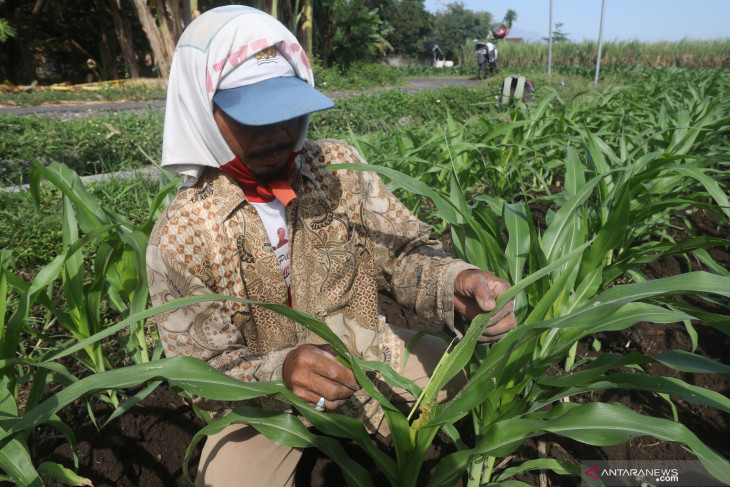 Tanaman Jagung Terserang Ulat