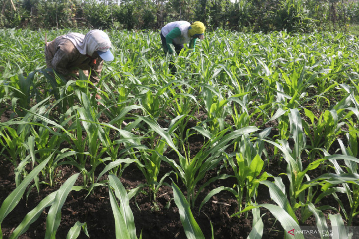 Tanaman Jagung Terserang Ulat