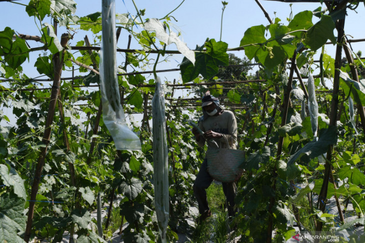 Harga Gambas di Madiun Turun