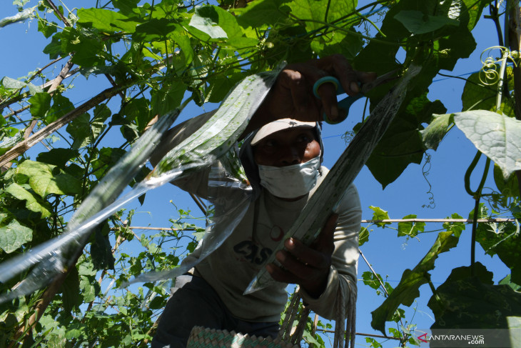 Harga Gambas di Madiun Turun