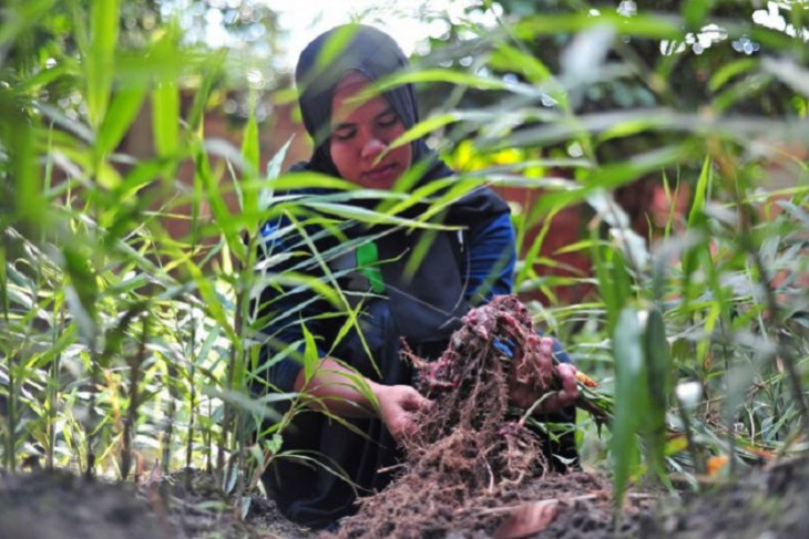 Budi daya jahe merah di penyangga taman nasional