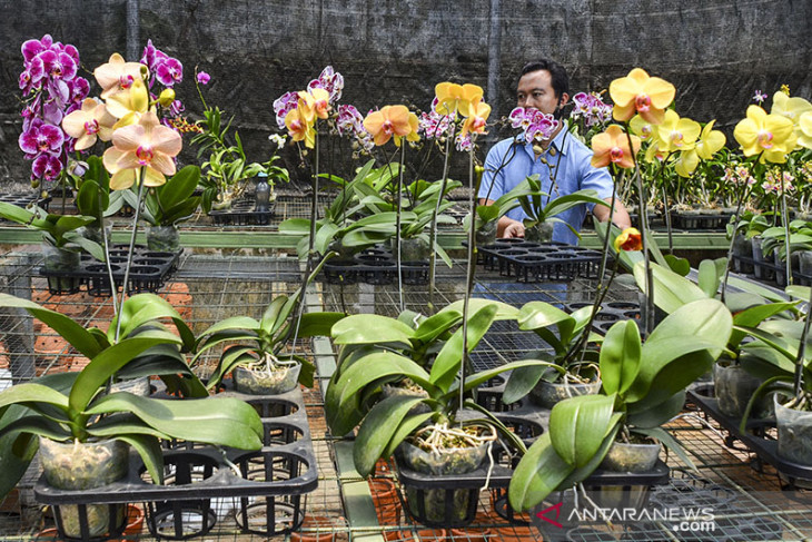 Budi daya bunga anggrek