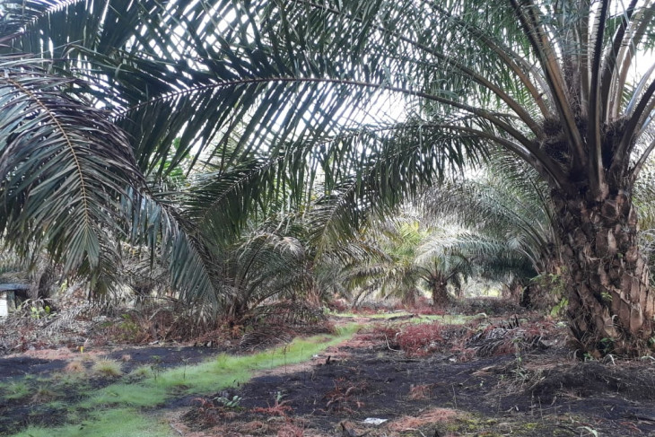 Dinas Pertanian Mukomuko tolak peremajaan sawit dalam lahan kosong