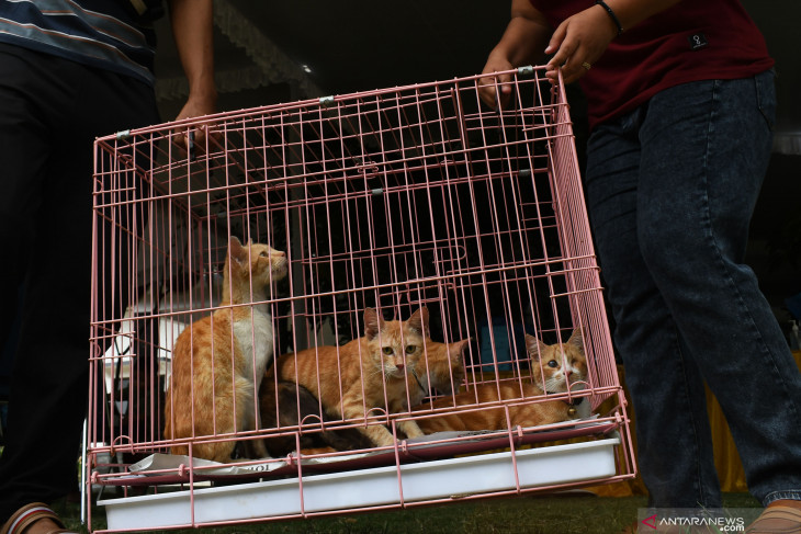 Vaksinasi Rabies Hewan Piaraan di Madiun