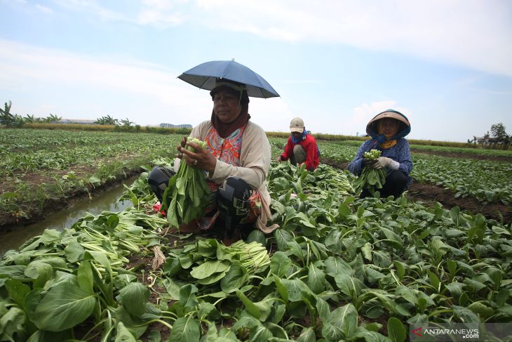 Sayur mayur di Tangerang terancam gagal panen akibat banjir