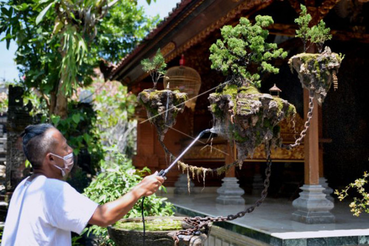 Bonsai Avatar viral di Bali