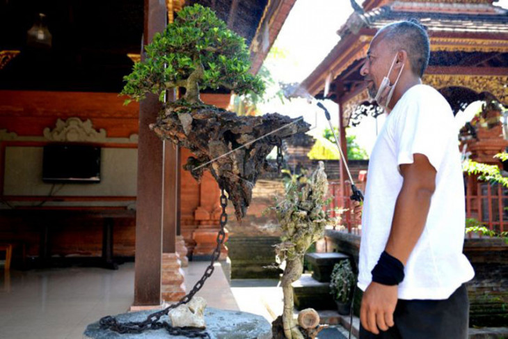 Bonsai Avatar viral di Bali