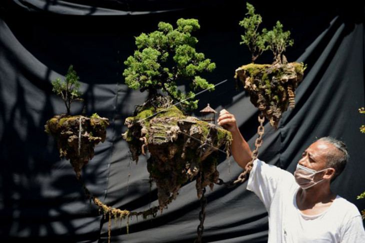 Bonsai Avatar viral di Bali