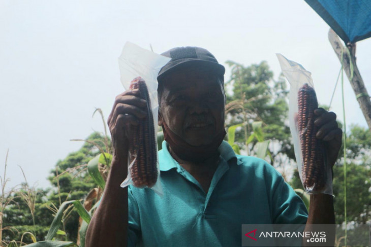 Pemkab Poso targetkan panen 20.000 ton jagung pada November 2021