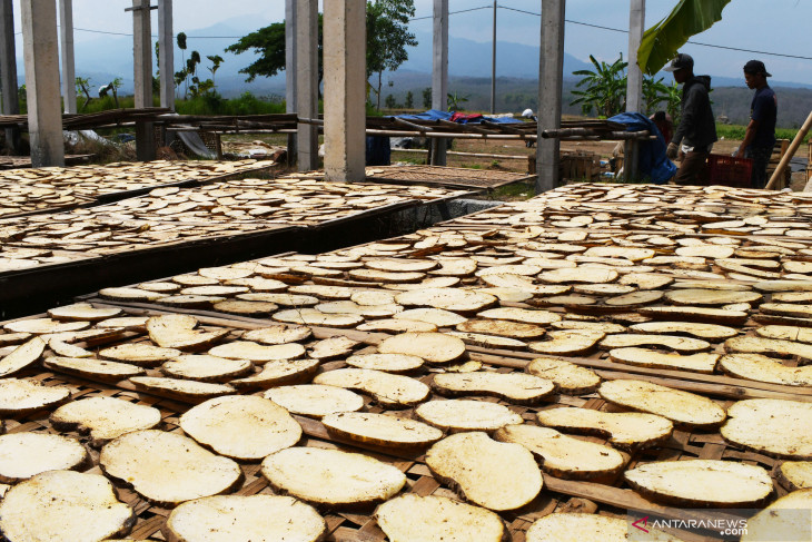 Produksi Chips Porang Kering di Madiun