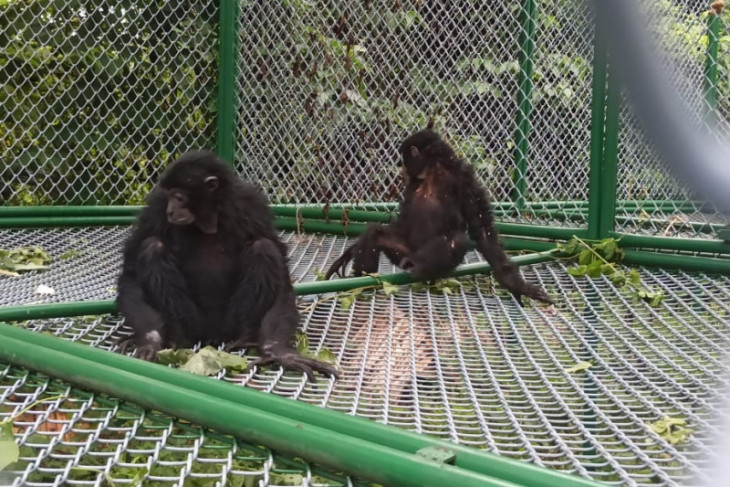 BBKSDA Sumut terima enam individu siamang dari BKSDA Jakarta