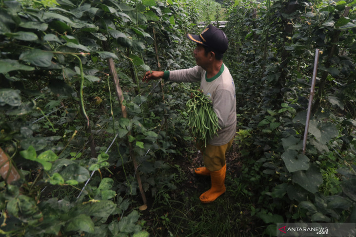 Panen Kacang Panjang