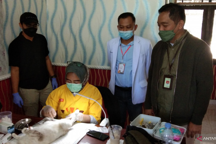 Balai Veteriner Banjarbaru vaksinasi dan kastrasi ratusan hewan